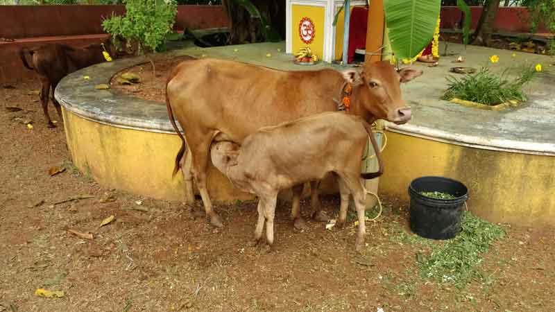 Exemption from income tax for those who donate to cows