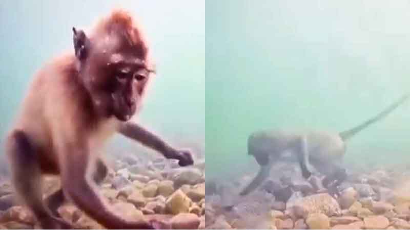 How monkeys extract food from underwater watch viral video