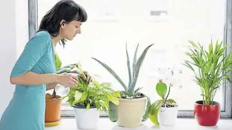 Along with these plants you should also keep your home healthy