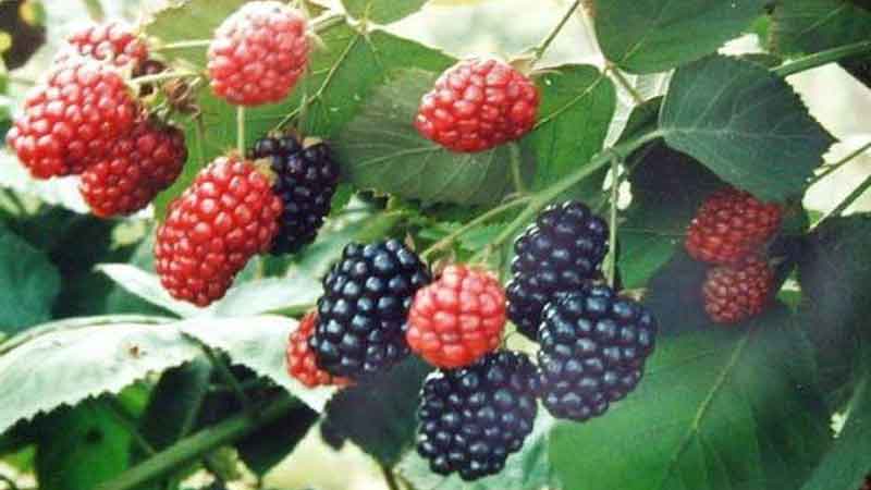 Eating these fruits in the summer, will not be able to know its benefits