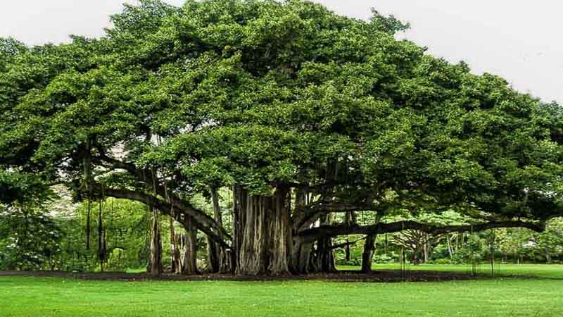 These trees produce more oxygen than millions of cylinders