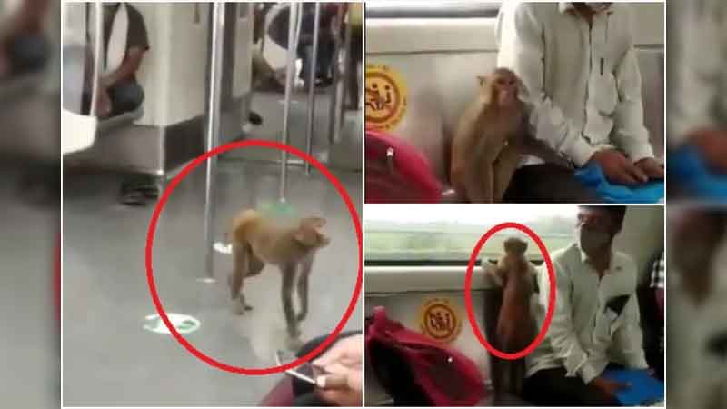 Monkey traveled to Delhi Metro, video went viral on social media