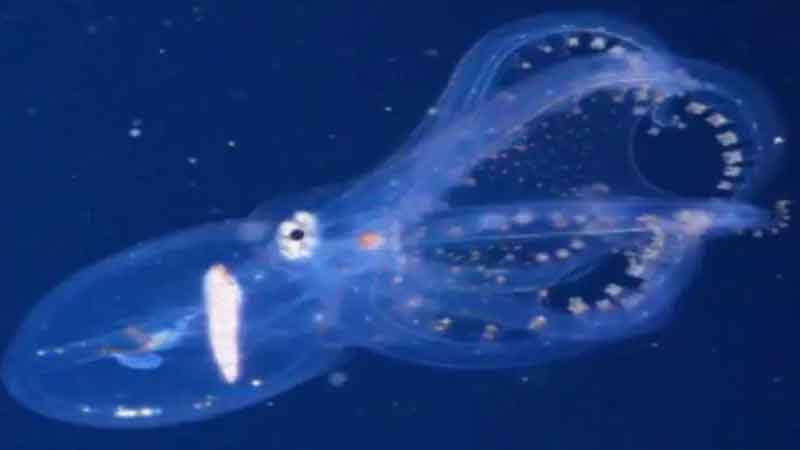 Transparent octopus seen after 103 years