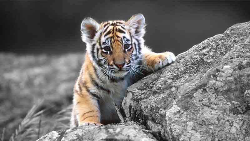 International Tiger Day: Know about the Tiger Reserve of India, read the history and importance of this day