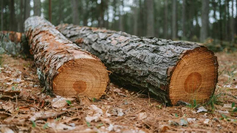 Major Revelation of Illegal Tree Felling in Choral Forest: Confirmation of 66 Teak Trees Cut So Far, Suspected Links to a Large Smuggling Gang Major Revelation of Illegal Tree Felling in Choral Forest: Confirmation of 66 Teak Trees Cut So Far, Suspected Links to a Large Smuggling Gang